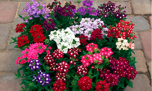 3 loại hoa trưng trong nhà năm Bính Ngọ, kích vận "mã đáo thành công - Ảnh 3.