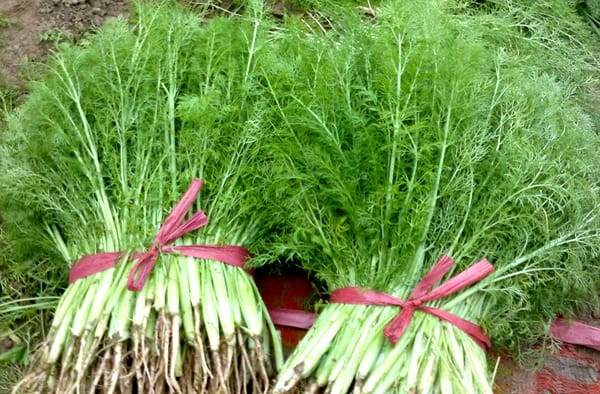 Loại rau bổ thận, vừa rẻ vừa dễ mua, chợ Việt n&agrave;o cũng c&oacute; - Ảnh 1.