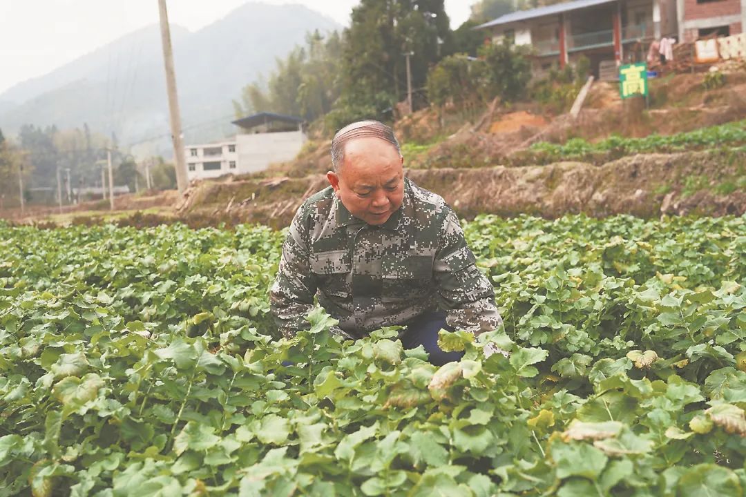 T&ocirc;i chi gần 900 triệu đồng x&acirc;y nh&agrave; về qu&ecirc; dưỡng gi&agrave; - nhưng chưa đầy 1 năm đ&atilde; quay lại th&agrave;nh phố: B&agrave;i học t&agrave;i ch&iacute;nh đắt gi&aacute; sau tuổi 60 - Ảnh 2.