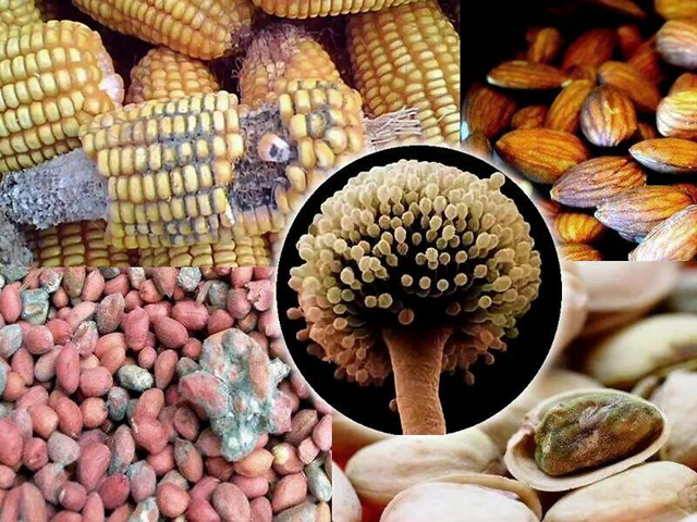 2 vợ chồng c&ugrave;ng l&uacute;c ph&aacute;t hiện ung thư gan, b&aacute;c sĩ lắc đầu: 4 thực phẩm để l&acirc;u trong tủ lạnh sẽ "nu&ocirc;i tế b&agrave;o ung thư" - Ảnh 1.