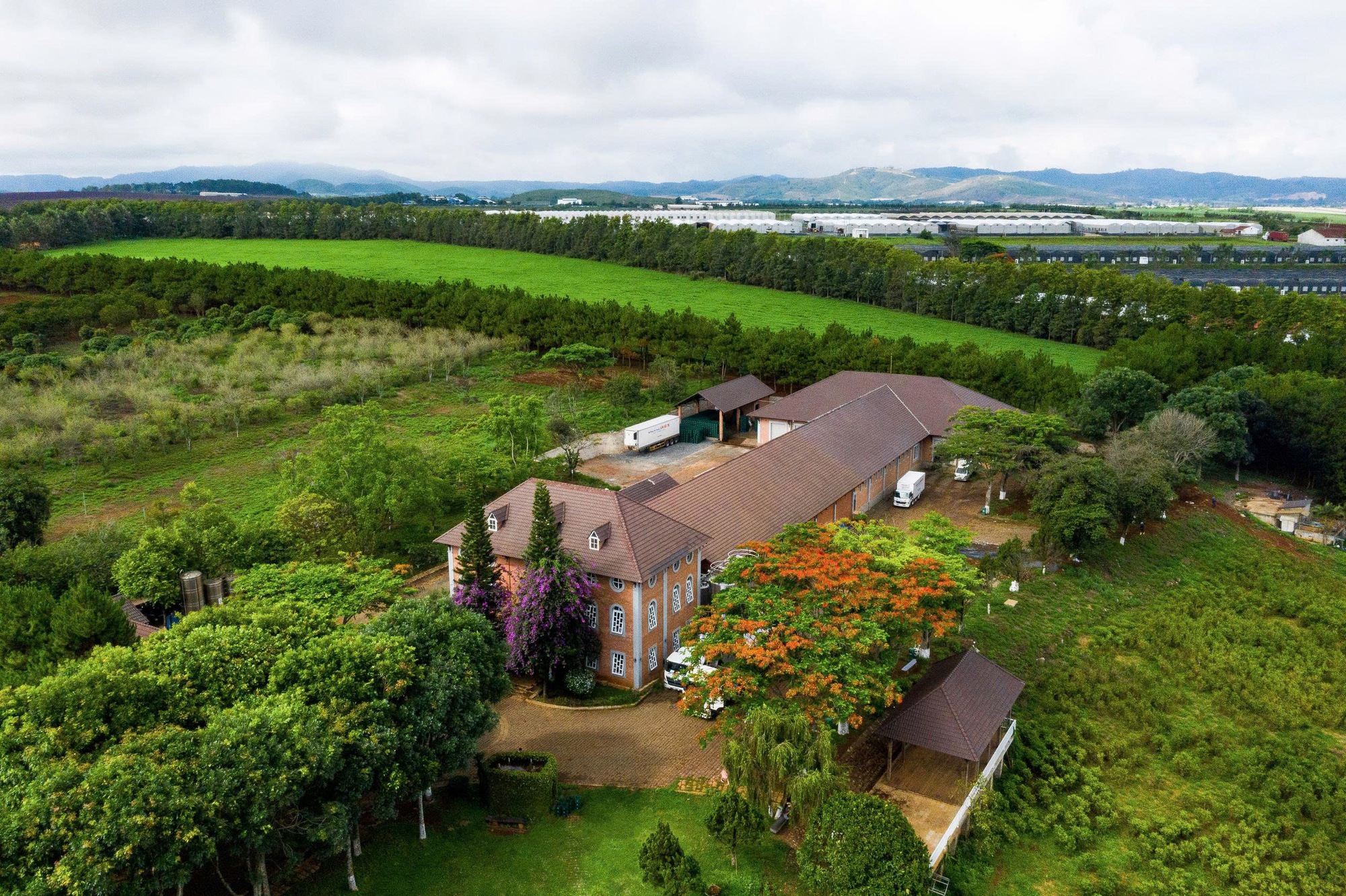 Dalatmilk ra mắt "Sữa Tươi Thanh Tr&ugrave;ng Hương Chuối" - kết hợp ho&agrave;n to&agrave;n từ sữa tươi cao nguy&ecirc;n v&agrave; hương chuối tự nhi&ecirc;n- Ảnh 1.