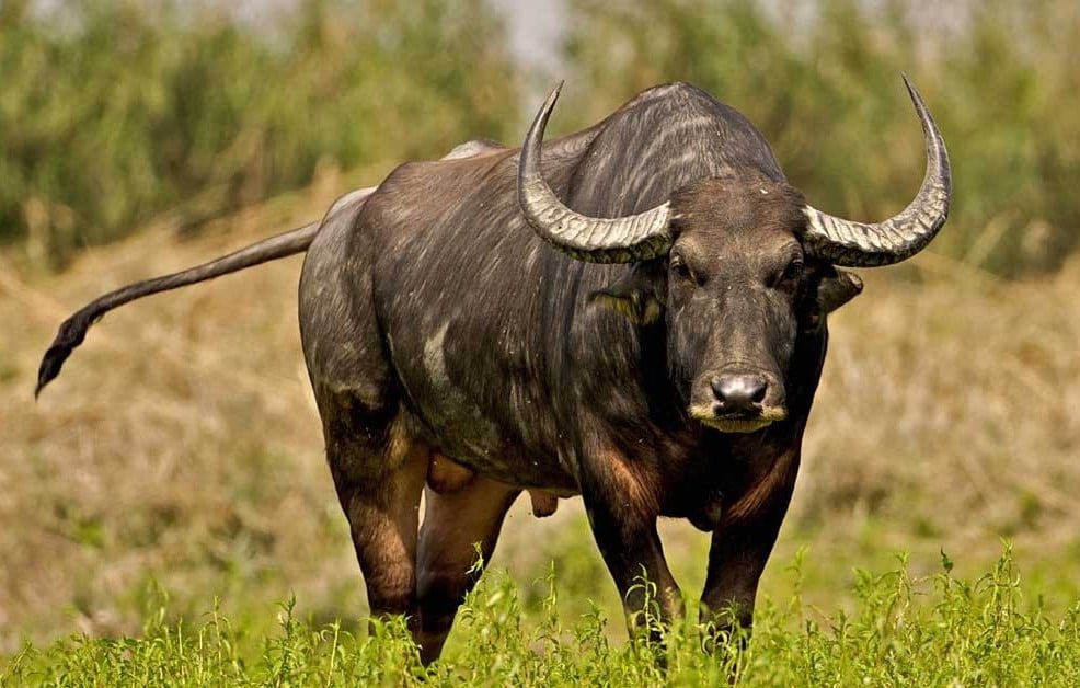 Chuy&ecirc;n gia tiết lộ: 4 con gi&aacute;p c&oacute; t&iacute;n hiệu tăng thu nhập, đủ khả năng t&iacute;ch lũy 300 triệu trong thời gian tới - Ảnh 3.