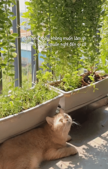 67m&sup2; ho&agrave;n thiện với 55 triệu: Cặp vợ chồng trẻ ở TP HCM tự l&agrave;m nội thất, g&oacute;c ban c&ocirc;ng xanh m&aacute;t khiến căn nh&agrave; như rộng th&ecirc;m- Ảnh 11.