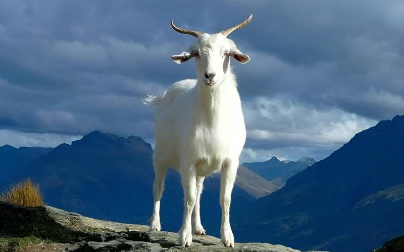 Cuối th&aacute;ng 4: 4 con gi&aacute;p c&oacute; cơ hội tho&aacute;t giai đoạn tiền bạc chật vật, thu nhập bắt đầu cải thiện - Ảnh 2.