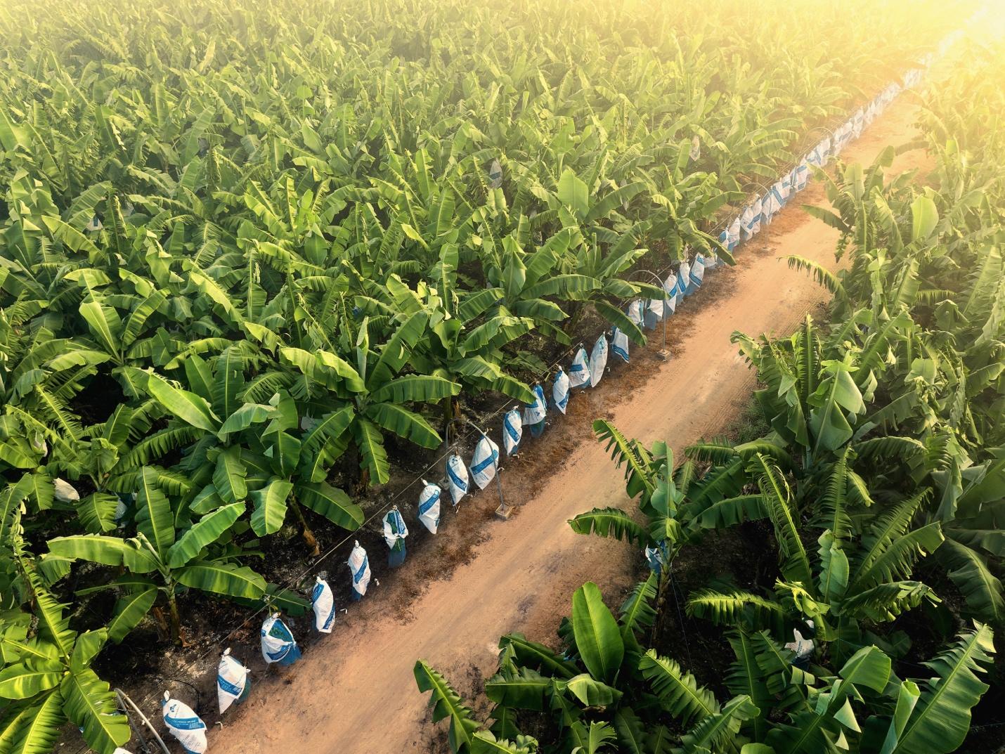 AgriS (SBT) mở rộng động lực tăng trưởng, c&aacute;c mảng ngo&agrave;i đường đ&oacute;ng g&oacute;p t&iacute;ch cực trong Qu&yacute; 3- Ảnh 2.