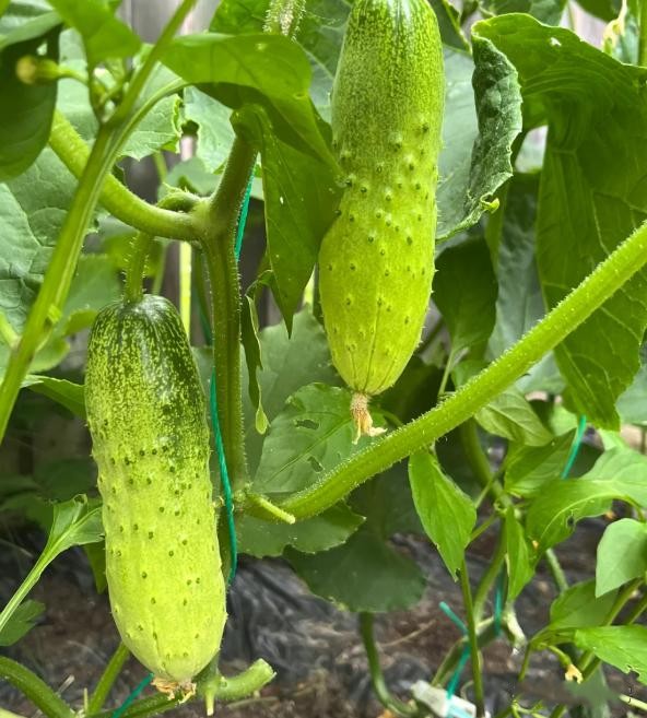 Đừng t&ugrave;y tiện chọn bất kỳ quả dưa chuột n&agrave;o! Tr&aacute;nh 4 lỗi n&agrave;y th&igrave; ngay cả những người b&aacute;n rau cũng phải gọi bạn l&agrave; chuy&ecirc;n gia - Ảnh 4.