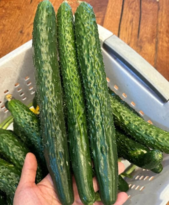 Đừng t&ugrave;y tiện chọn bất kỳ quả dưa chuột n&agrave;o! Tr&aacute;nh 4 lỗi n&agrave;y th&igrave; ngay cả những người b&aacute;n rau cũng phải gọi bạn l&agrave; chuy&ecirc;n gia - Ảnh 3.