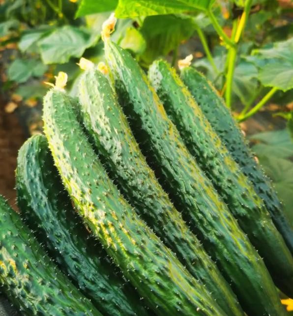 Đừng t&ugrave;y tiện chọn bất kỳ quả dưa chuột n&agrave;o! Tr&aacute;nh 4 lỗi n&agrave;y th&igrave; ngay cả những người b&aacute;n rau cũng phải gọi bạn l&agrave; chuy&ecirc;n gia - Ảnh 1.