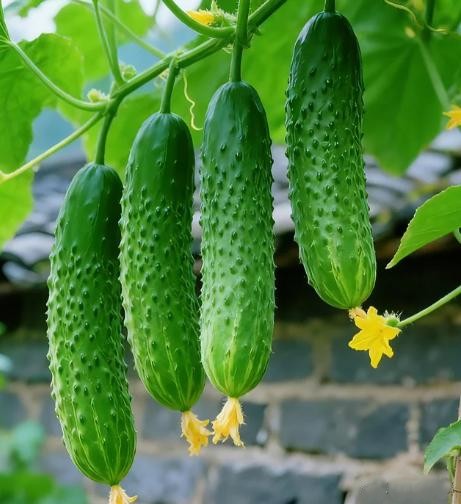 Đừng t&ugrave;y tiện chọn bất kỳ quả dưa chuột n&agrave;o! Tr&aacute;nh 4 lỗi n&agrave;y th&igrave; ngay cả những người b&aacute;n rau cũng phải gọi bạn l&agrave; chuy&ecirc;n gia - Ảnh 7.