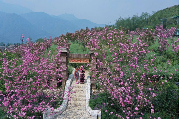 Ngỡ ng&agrave;ng sắc hồng Anh đ&agrave;o k&eacute;p phủ k&iacute;n Fansipan th&aacute;ng 4 - Ảnh 1.