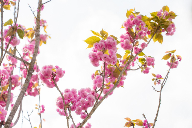 Ngỡ ng&agrave;ng sắc hồng Anh đ&agrave;o k&eacute;p phủ k&iacute;n Fansipan th&aacute;ng 4 - Ảnh 2.