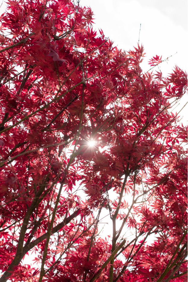 Ngỡ ng&agrave;ng sắc hồng Anh đ&agrave;o k&eacute;p phủ k&iacute;n Fansipan th&aacute;ng 4 - Ảnh 5.