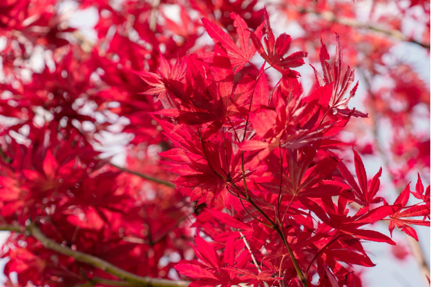 Ngỡ ng&agrave;ng sắc hồng Anh đ&agrave;o k&eacute;p phủ k&iacute;n Fansipan th&aacute;ng 4 - Ảnh 6.