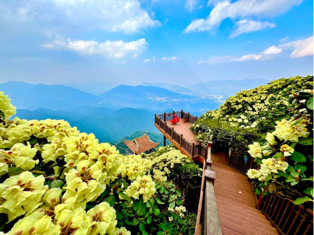 Ngỡ ng&agrave;ng sắc hồng Anh đ&agrave;o k&eacute;p phủ k&iacute;n Fansipan th&aacute;ng 4 - Ảnh 8.