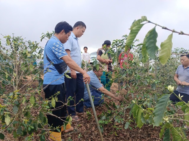 Khảo s&aacute;t thực trạng ph&aacute;t triển kinh tế n&ocirc;ng, l&acirc;m nghiệp tr&ecirc;n địa b&agrave;n x&atilde; Chiềng Khoong v&agrave; đề xuất giải ph&aacute;p - Ảnh 1.