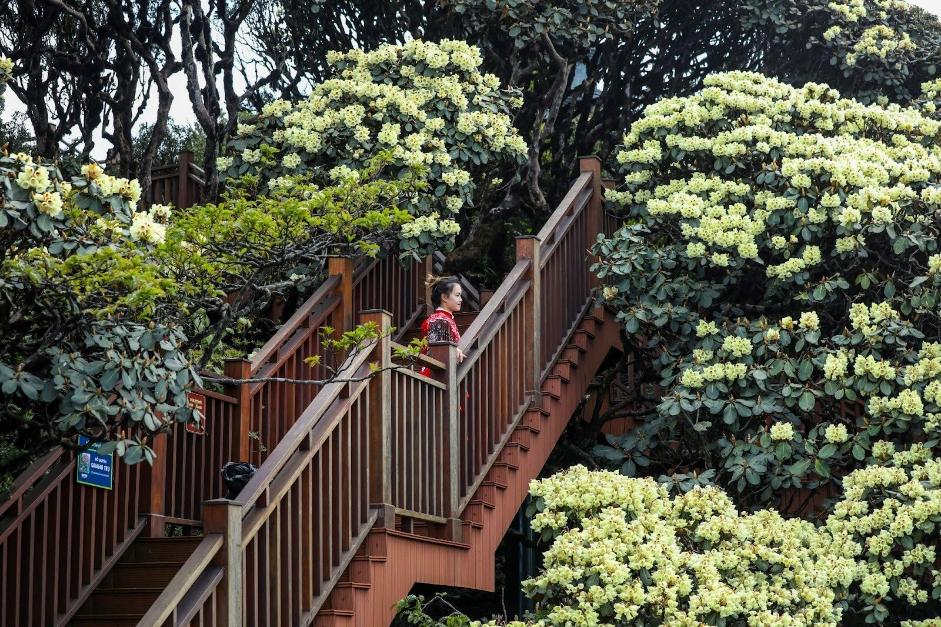 Tạm biệt nắng n&oacute;ng, kh&aacute;m ph&aacute; những trải nghiệm &ldquo;kh&ocirc;ng đ&acirc;u c&oacute;&rdquo; tại &ldquo;ốc đảo m&aacute;t lạnh&rdquo; Sa Pa- Ảnh 4.