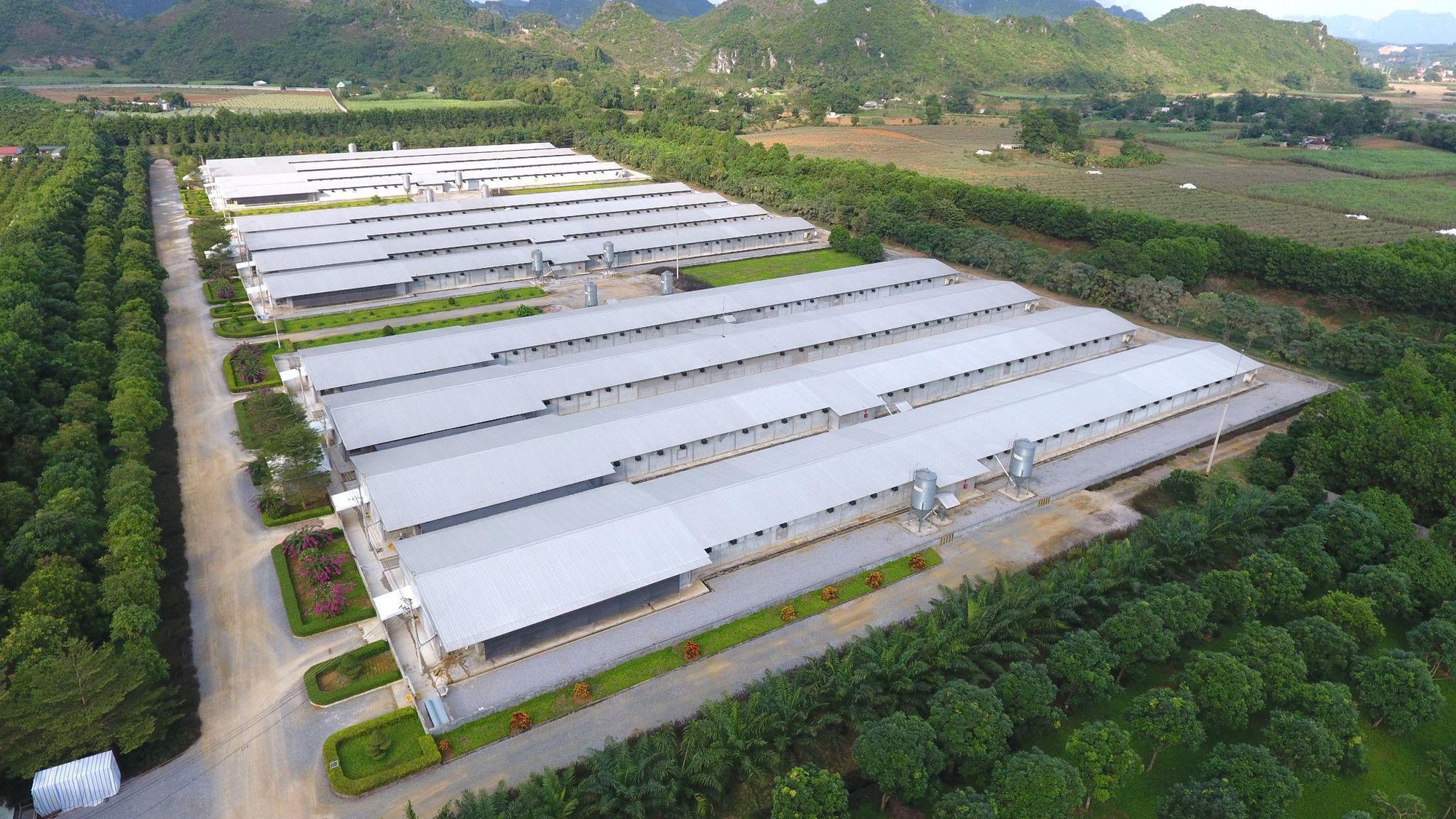C.P. Việt Nam n&acirc;ng cao AI trong quản trị chuỗi n&ocirc;ng nghiệp - thực phẩm- Ảnh 3.