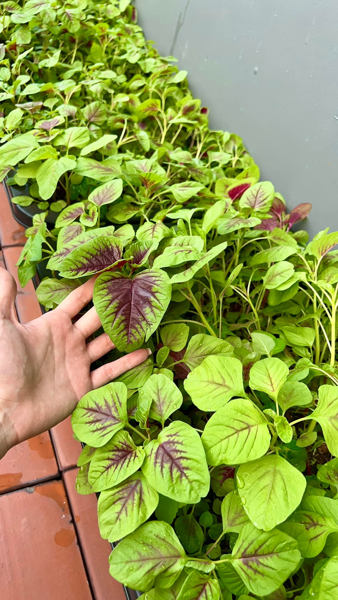 Mỹ phân Phí Phông - Diệp Bảo Ngọc: Làm chủ 3 công ty, sống trong nhà phố 100m2, sân thượng trồng gì mà lúc nào cũng trĩu quả? - Ảnh 7.