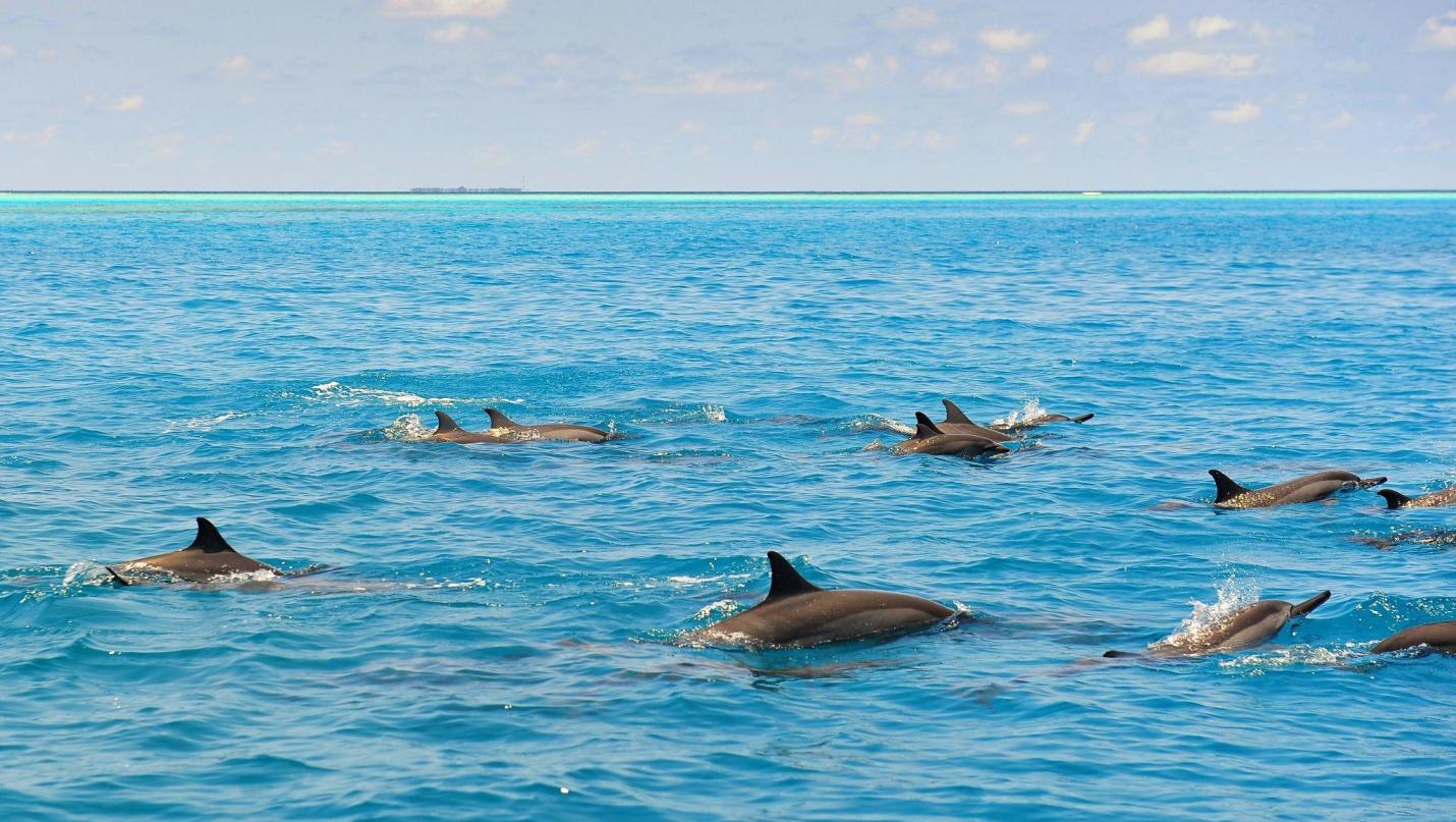 S&aacute;u h&ograve;n đảo, một tầm nh&igrave;n: SIX & SIX PRIVATE ISLANDS c&ocirc;ng bố kế hoạch t&aacute;i định h&igrave;nh thị trường bất động sản nghỉ dưỡng cao cấp tại Maldives - Ảnh 3.