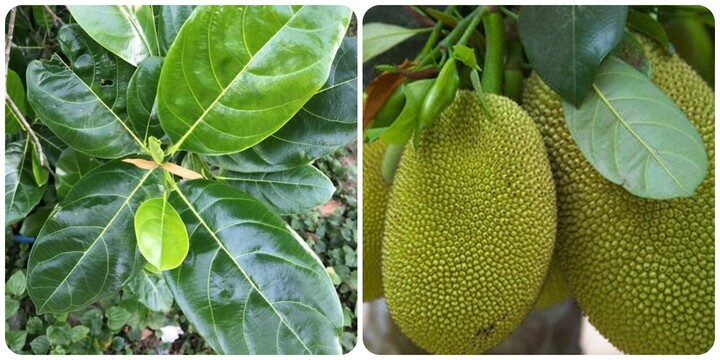 M&iacute;t kh&ocirc;ng phải "thủ phạm g&acirc;y n&oacute;ng" như nhiều người nghĩ, ăn thường xuy&ecirc;n c&oacute; thể nhận được 3 lợi &iacute;ch bất ngờ - Ảnh 5.
