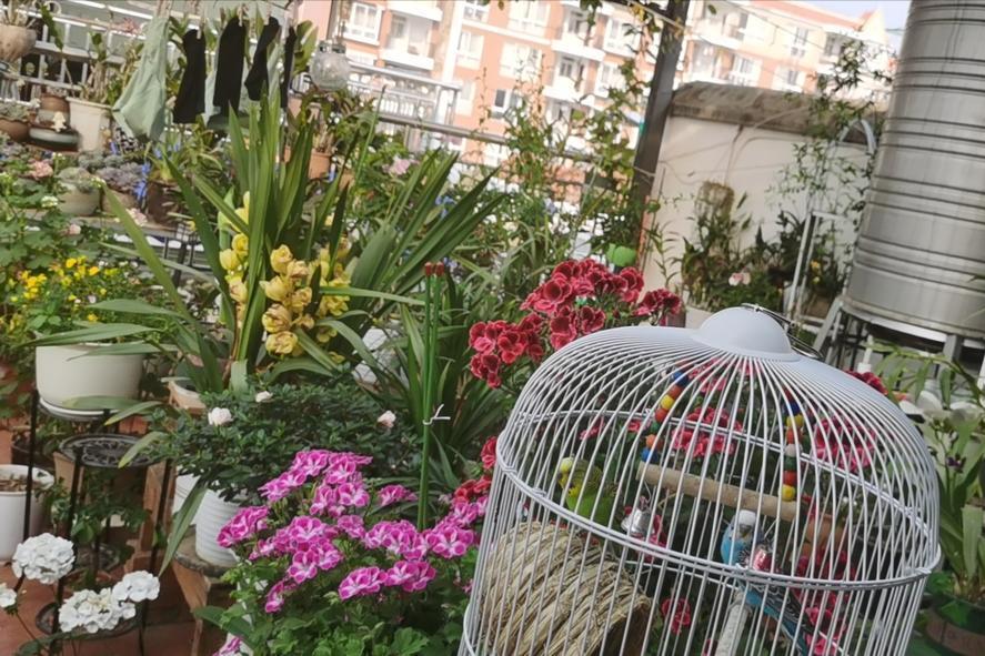 Từ chối xu hướng x&acirc;y k&iacute;n ban c&ocirc;ng, người phụ nữ biến khoảng kh&ocirc;ng ngo&agrave;i trời th&agrave;nh g&oacute;c thư gi&atilde;n khiến ai cũng muốn học theo - Ảnh 2.