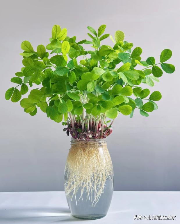 T&ocirc;i đ&atilde; thử ng&acirc;m v&agrave;i hạt đậu phộng trong nước suốt 15 ng&agrave;y v&agrave; bất ngờ nhận được một &ldquo;khu rừng mini&rdquo; xanh m&aacute;t: Kh&ocirc;ng tốn tiền mua c&acirc;y m&agrave; vẫn c&oacute; g&oacute;c thư gi&atilde;n cực chữa l&agrave;nh- Ảnh 1.