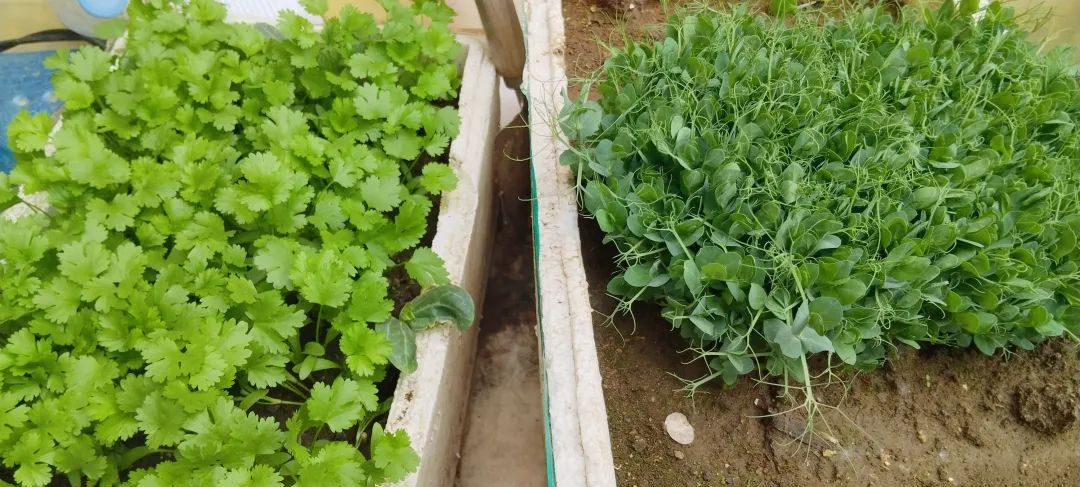 Một ng&agrave;y trong cuộc sống của người đ&agrave;n &ocirc;ng 36 tuổi c&oacute; tỷ lệ tiết kiệm hơn 80%: Kh&ocirc;ng mua sắm t&ugrave;y hứng, tự mang cơm đi l&agrave;m v&agrave; trồng rau để ăn- Ảnh 3.