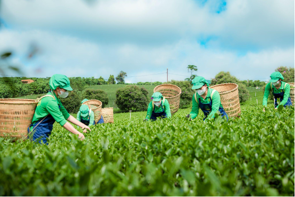 Trà Phú Sỹ và hành trình đưa hương trà truyền thống đến với người trẻ- Ảnh 1. Trà Phú Sỹ và hành trình đưa hương trà truyền thống đến với người trẻ- Ảnh 1.