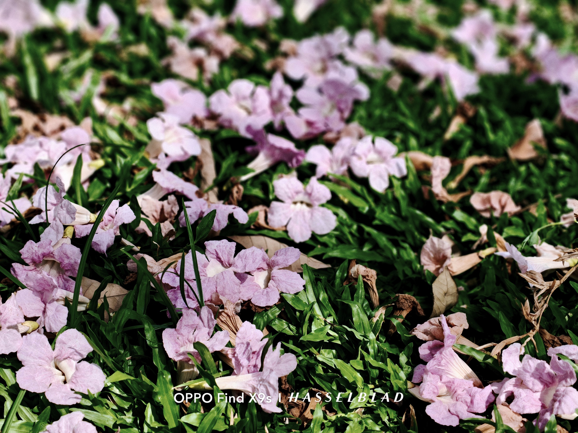 OPPO Find X9s: Chiếc flagship nhỏ gọn cho những chuyến đi nhiều cảm x&uacute;c - Ảnh 5.