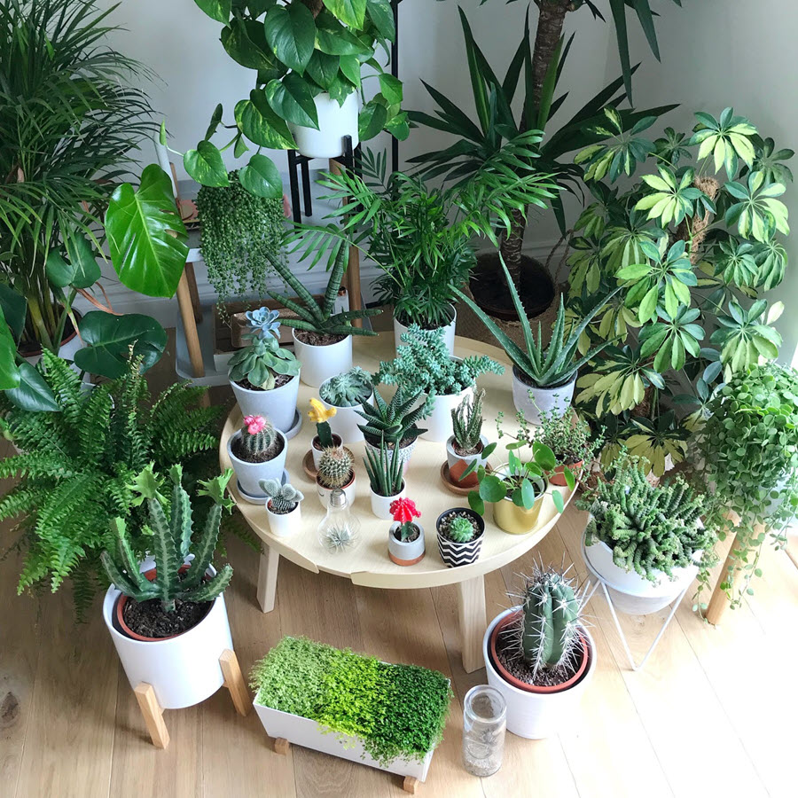 Người xưa dặn: Trước cửa nhà nên có 3 thứ này để đón may mắn, giữ tài lộc và tăng sinh khí cho cả gia đình - Ảnh 2.
