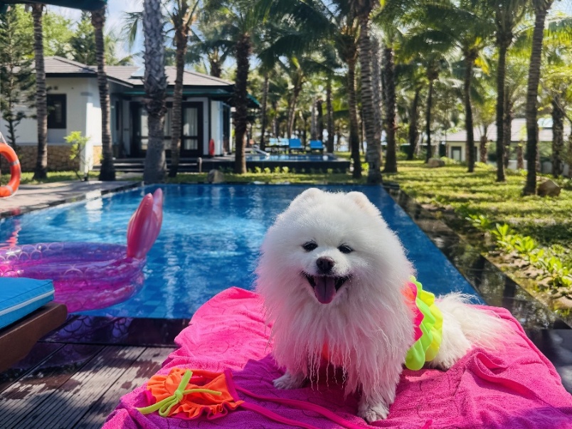 Khi &ldquo;boss&rdquo; cũng cần một kỳ nghỉ: Duy&ecirc;n H&agrave; Resort Cam Ranh v&agrave; trải nghiệm Pet Friendly giữa B&atilde;i D&agrave;i- Ảnh 1.