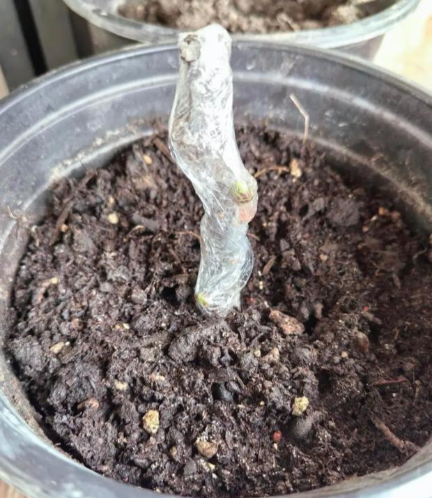 Cứ nghĩ m&agrave;ng bọc thực phẩm chỉ để bọc đồ ăn, ai ngờ lại giải quyết được h&agrave;ng loạt việc nh&agrave; phiền phức- Ảnh 4.