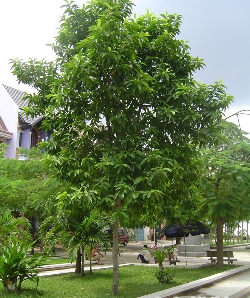 Người xưa dặn "nhà nên tựa núi": 3 cây trồng sau nhà giúp "đời đời thịnh vượng"- Ảnh 1.