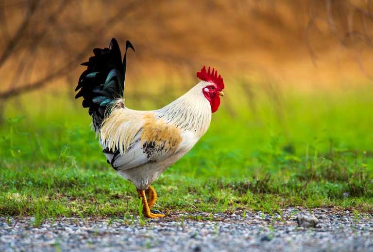 C&agrave;ng gần cuối năm c&agrave;ng vượng: 4 con gi&aacute;p được dự b&aacute;o li&ecirc;n tiếp đ&oacute;n cơ hội t&agrave;i ch&iacute;nh, trả sạch nợ nần- Ảnh 2.