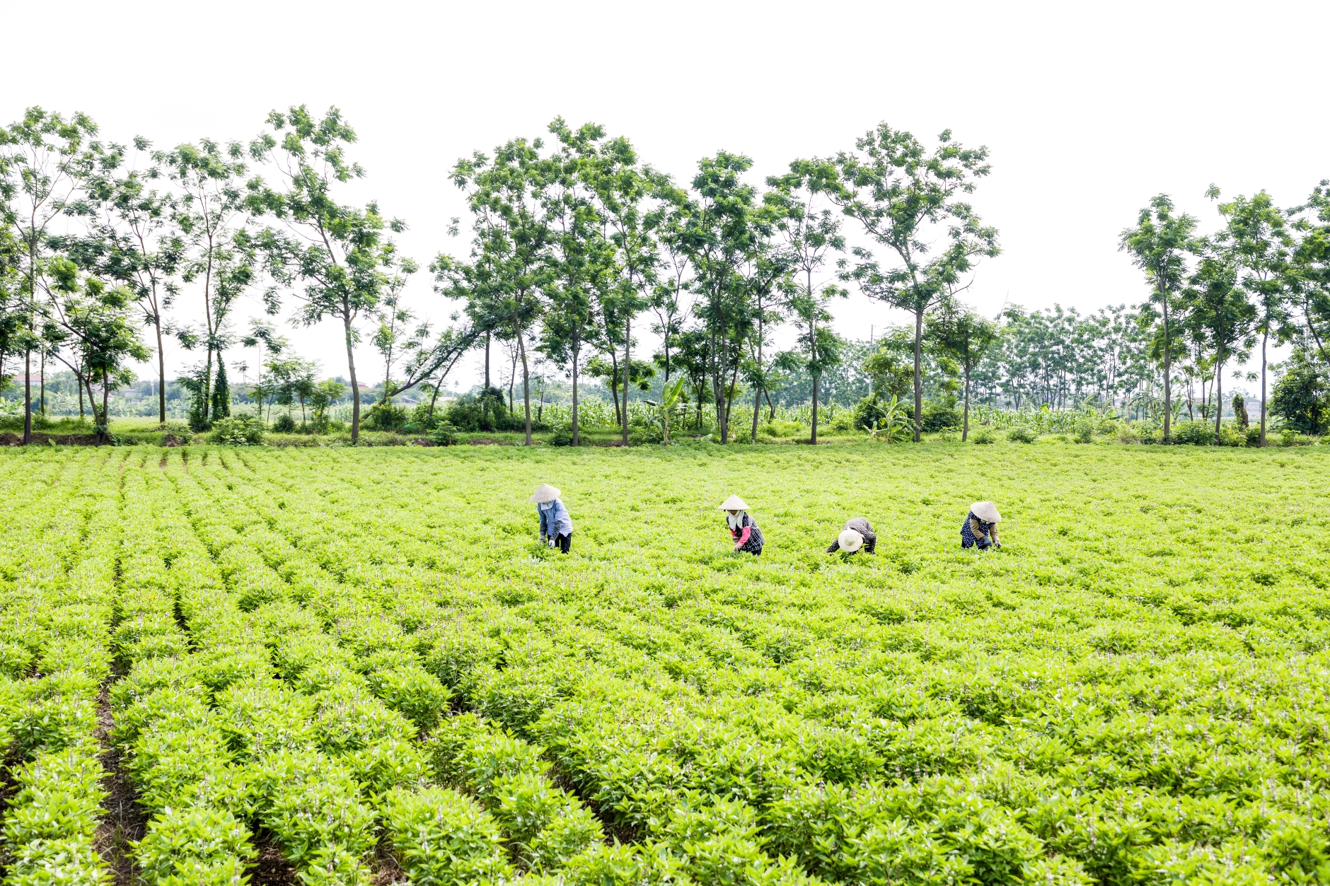 AIG tiếp tục tăng trưởng vượt bậc, giữ vững vị thế tập đo&agrave;n h&agrave;ng đầu- Ảnh 2.