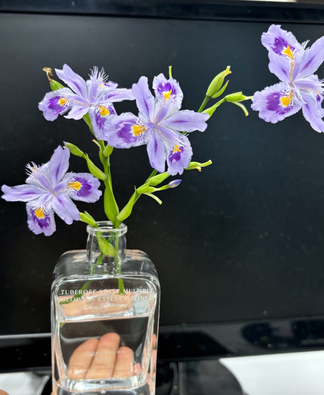 Một phụ nữ biến hoa di&ecirc;n vĩ th&agrave;nh &ldquo;t&aacute;c phẩm nghệ thuật&rdquo;: Nh&igrave;n th&ocirc;i m&agrave; ai cũng muốn trồng thử một c&acirc;y trong nh&agrave;- Ảnh 3.