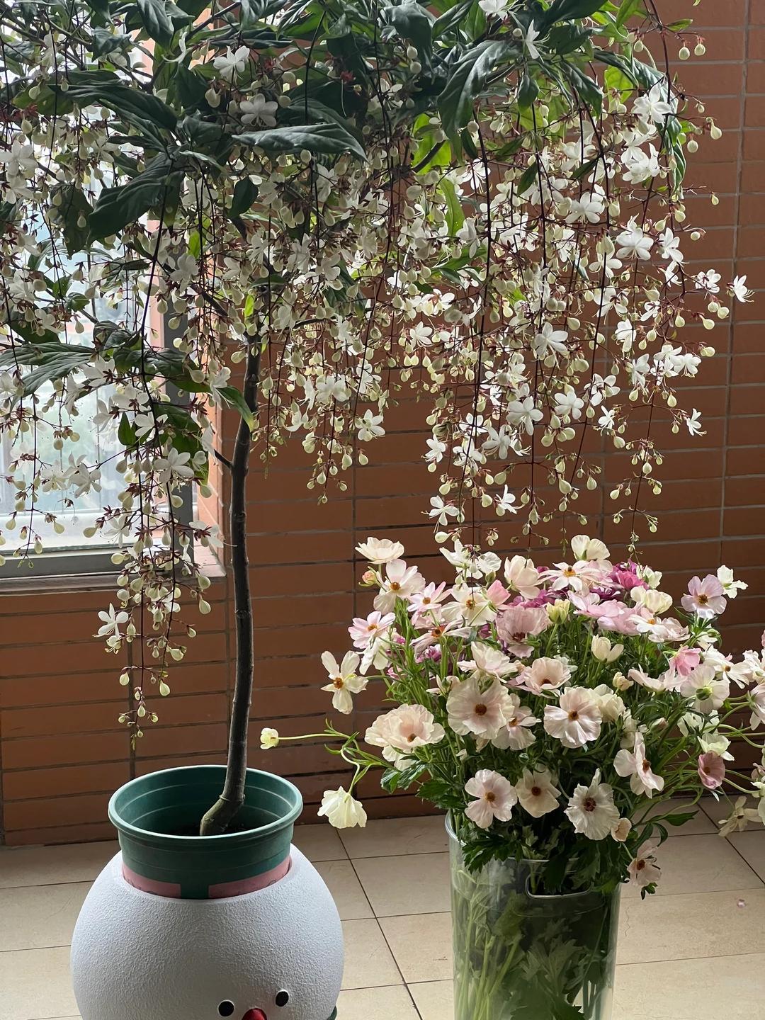 Không cần thay nội thất, người phụ nữ chỉ đặt một chậu hoa nhài rủ trong phòng khách: Bước vào nhà là thấy thư thái, ai xem cũng muốn làm theo - Ảnh 4.