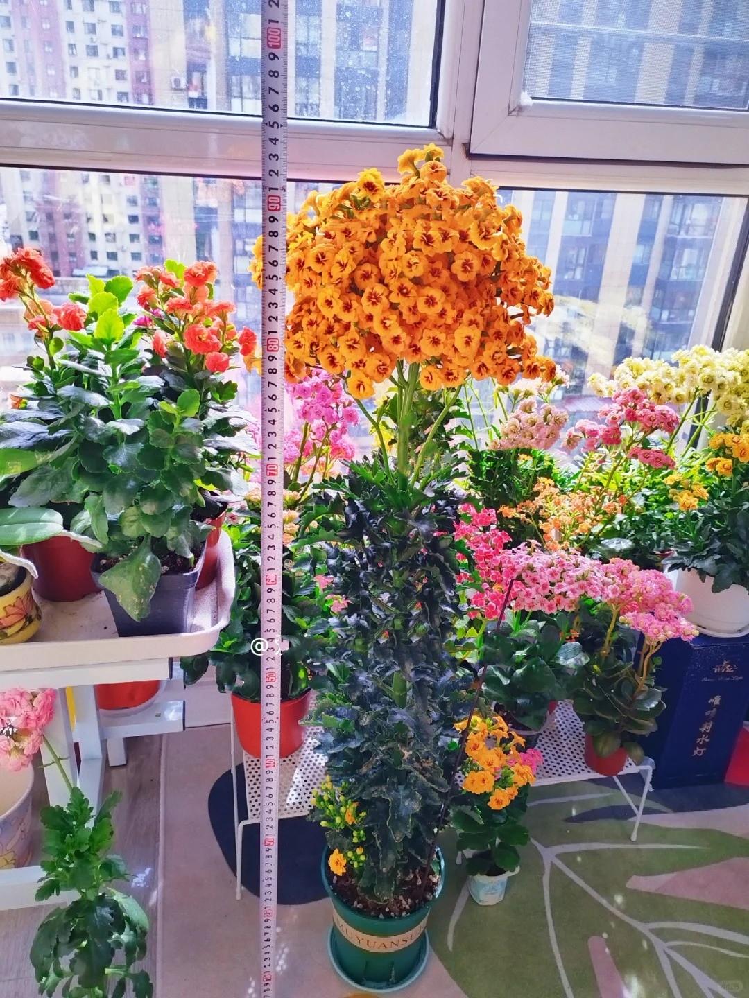 Chỉ mất 1 năm, người phụ nữ trồng c&acirc;y sống đời th&agrave;nh "c&acirc;y cổ thụ" cao gần 1 m&eacute;t, nở hoa k&iacute;n t&aacute;n: B&iacute; quyết h&oacute;a ra lại rất đơn giản - Ảnh 1.