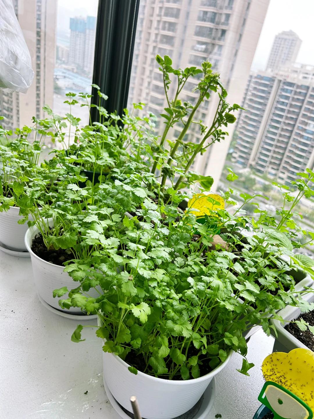 Chỉ với ban công 1m², người phụ nữ tạo nên vườn rau xanh mướt sau 3 tháng: Bí quyết tận dụng không gian khiến nhiều người muốn làm theo - Ảnh 7.