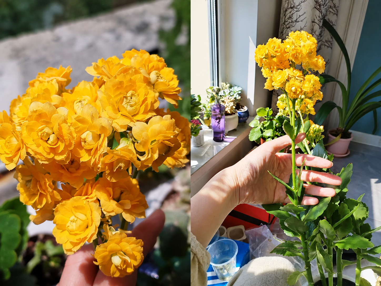 Chỉ mất 1 năm, người phụ nữ trồng c&acirc;y sống đời th&agrave;nh "c&acirc;y cổ thụ" cao gần 1 m&eacute;t, nở hoa k&iacute;n t&aacute;n: B&iacute; quyết h&oacute;a ra lại rất đơn giản - Ảnh 4.