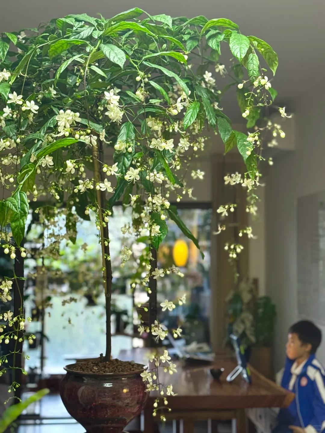Không cần thay nội thất, người phụ nữ chỉ đặt một chậu hoa nhài rủ trong phòng khách: Bước vào nhà là thấy thư thái, ai xem cũng muốn làm theo - Ảnh 6.
