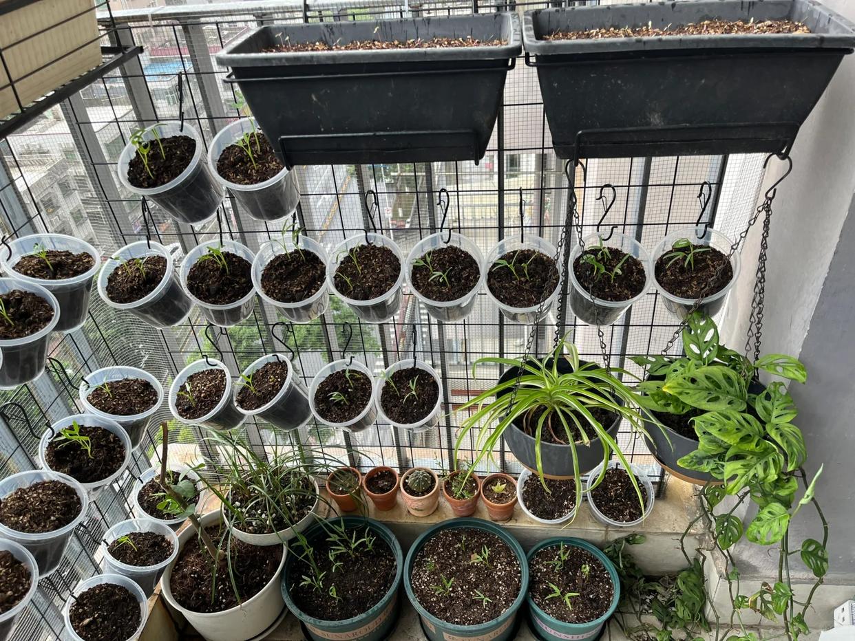 Chỉ với ban công 1m², người phụ nữ tạo nên vườn rau xanh mướt sau 3 tháng: Bí quyết tận dụng không gian khiến nhiều người muốn làm theo - Ảnh 2.