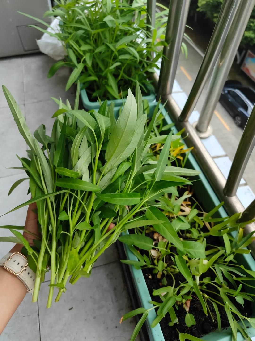 Chỉ với ban công 1m², người phụ nữ tạo nên vườn rau xanh mướt sau 3 tháng: Bí quyết tận dụng không gian khiến nhiều người muốn làm theo - Ảnh 4.