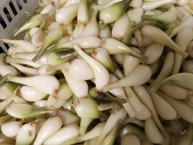 Ra chợ mua 1kg "nhân sâm của các loại rau" về ngâm một hũ, vị chua ngọt vô cùng kích thích vị giác, ngon miệng- Ảnh 2.