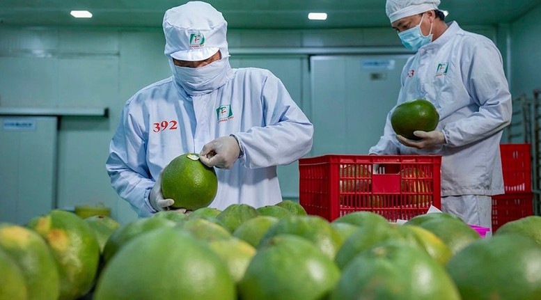 Xuất khẩu n&ocirc;ng l&acirc;m thủy sản từ 70 đến 100 tỷ USD: Cần những bước đột ph&aacute; mới- Ảnh 4.