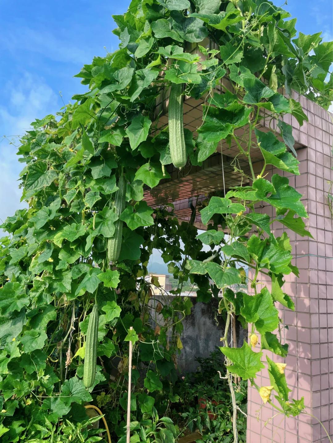 Một giàn mướp phủ kín tòa nhà 6 tầng khiến dân mạng thích thú: Chỉ một cây mà cả khu đều có mướp ăn, ai nhìn cũng muốn trồng - Ảnh 5.