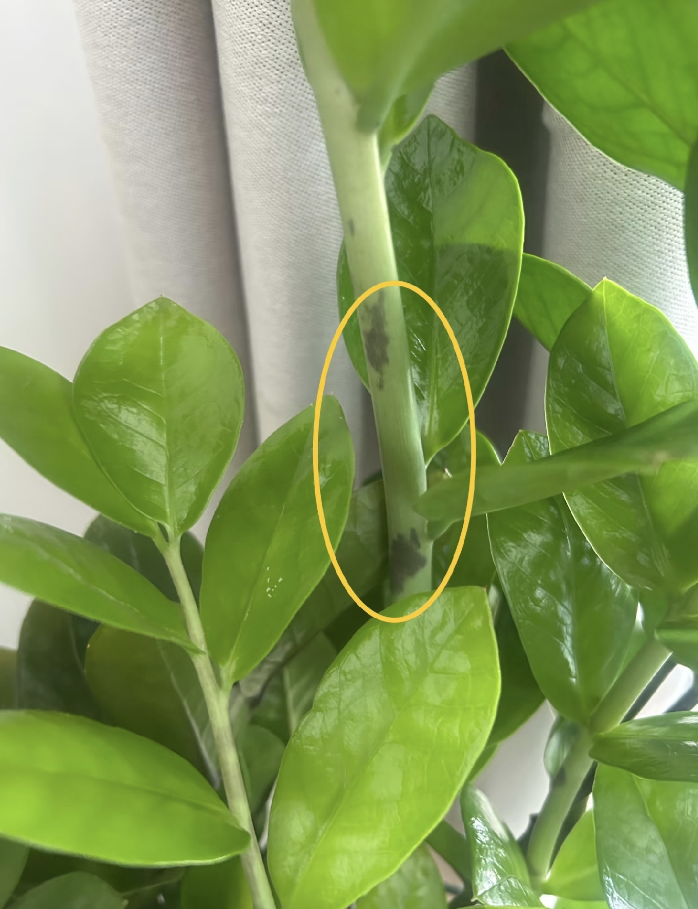 Cây kim tiền được nhiều gia đình yêu thích vì đẹp và mang ý nghĩa tài lộc, nhưng có 5 sự thật khiến không ít người mua về rồi mới hối hận- Ảnh 5.