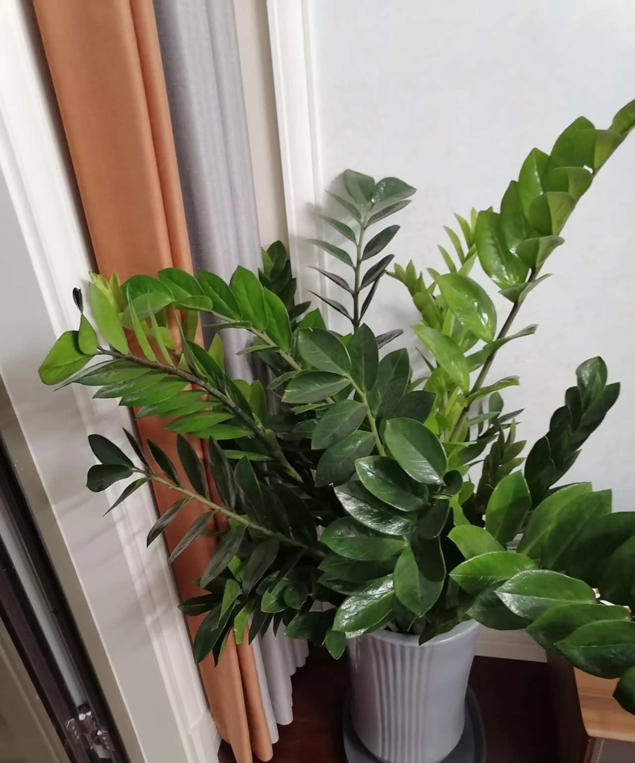 Cây kim tiền được nhiều gia đình yêu thích vì đẹp và mang ý nghĩa tài lộc, nhưng có 5 sự thật khiến không ít người mua về rồi mới hối hận- Ảnh 3.