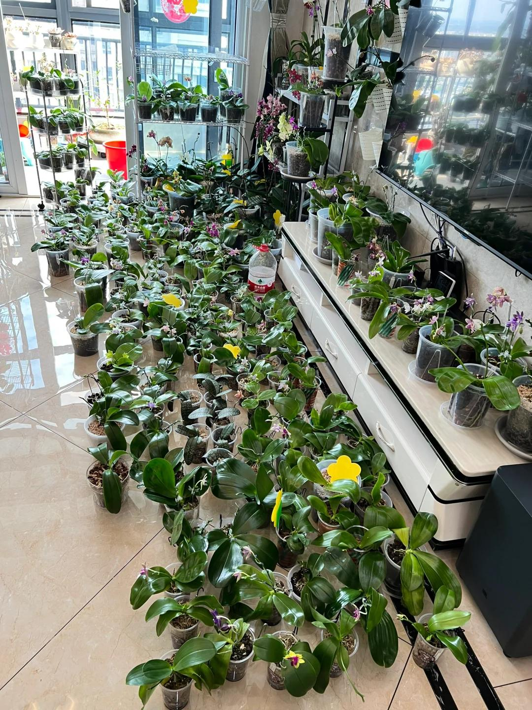 Cô gái khoe phòng khách kín hoa lan và quả quyết: "Tôi sẽ không mua thêm nữa", nhưng ai nhìn cũng chỉ biết bật cười- Ảnh 2.
