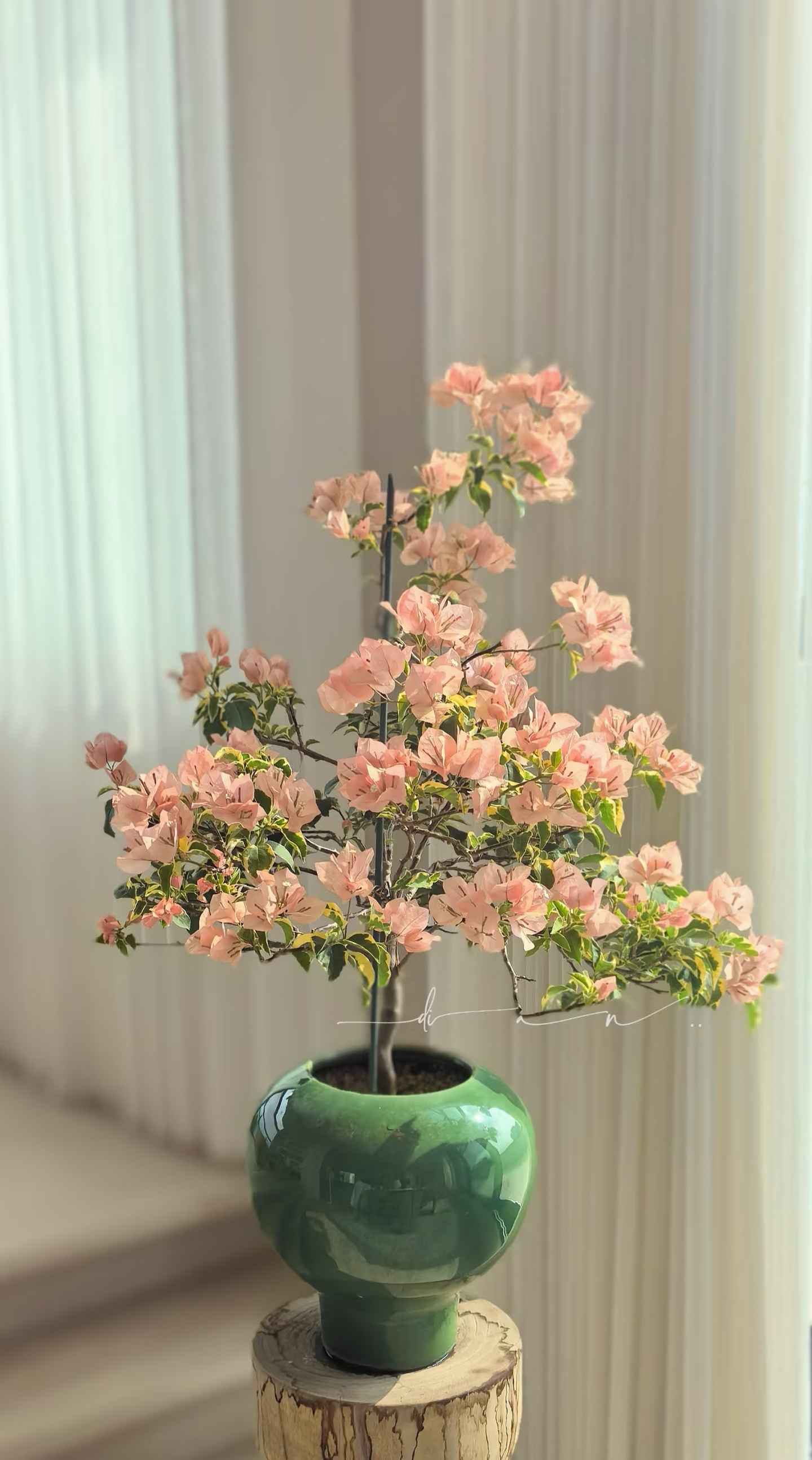 Tôi học được 4 mẹo trồng hoa "0 đồng" từ cư dân mạng: Không cần mua nhiều vẫn có ban công xanh mướt, hoa nở rực rỡ - Ảnh 3.